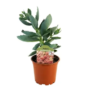 Iarbă grasă (Sedum) Herbstfreude