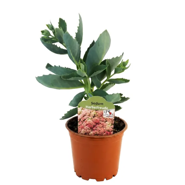Iarbă grasă (Sedum) Herbstfreude