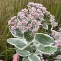 Iarbă grasă (Sedum) La vie en rose