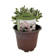 Iarbă grasă (Sedum) La vie en rose