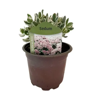 Iarbă grasă (Sedum) La vie en rose