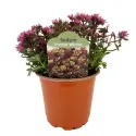 Iarbă grasă (Sedum) Purple Winter