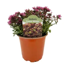 Iarbă grasă (Sedum) Purple Winter