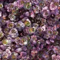 Iarbă grasă (Sedum) Purple Winter