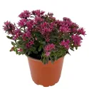 Iarbă grasă (Sedum) Purple Winter