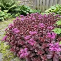 Iarbă grasă (Sedum) Purple Winter