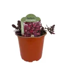 Iarbă grasă (Sedum) Sunsparkler Firecracker