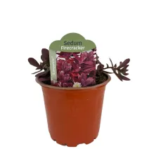 Iarbă grasă (Sedum) Sunsparkler Firecracker