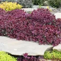 Iarbă grasă (Sedum) Sunsparkler Firecracker