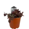 Iarbă grasă (Sedum) Sunsparkler Firecracker