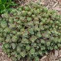 Iarbă grasă (Sedum) Sunsparkler Lime Zinger