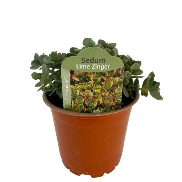 Iarbă grasă (Sedum) Sunsparkler Lime Zinger