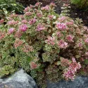 Iarbă grasă (Sedum) Tricolor