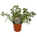 Iarbă grasă (Sedum) Tricolor