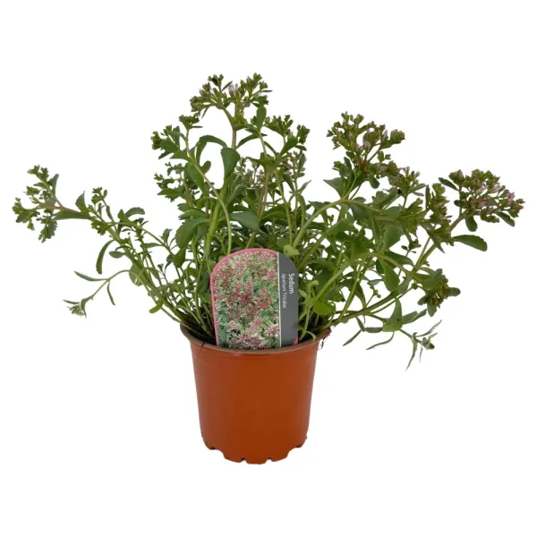 Iarbă grasă (Sedum) Tricolor