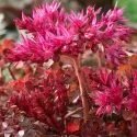 Iarbă grasă (Sedum) Wildfire