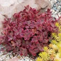 Iarbă grasă (Sedum) Wildfire