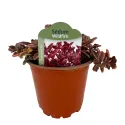 Iarbă grasă (Sedum) Wildfire