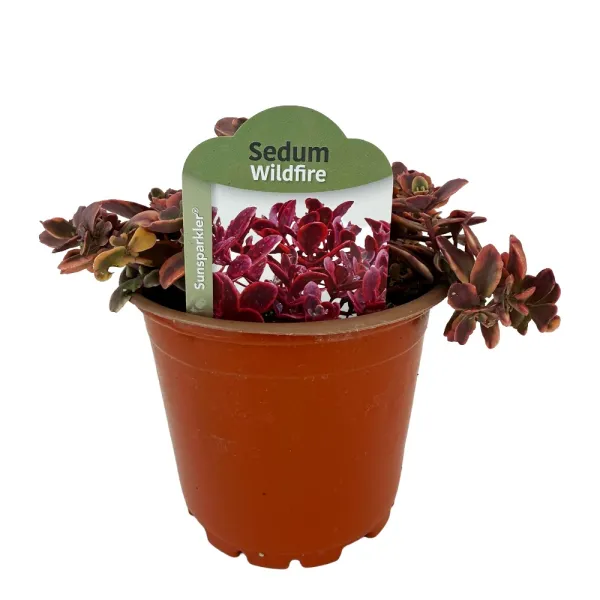 Iarbă grasă (Sedum) Wildfire