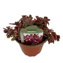 Iarbă grasă (Sedum) Wildfire