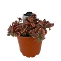 Iarbă grasă (Sedum) Wildfire