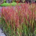 Iarbă roșie (Imperata cylindrica) Red Baron