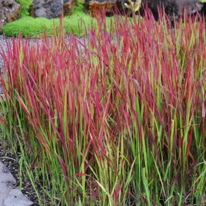 Iarbă roșie (Imperata cylindrica) Red Baron