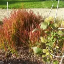 Iarbă roșie (Imperata cylindrica) Red Baron