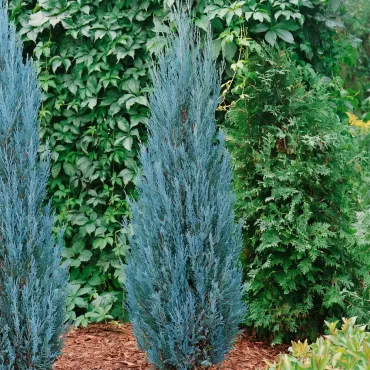 Ienupăr columnar Blue Arrow