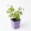 Planta nemuririi (Jiaogulan)