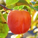 Kaki aclimatizat