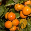 Kaki aclimatizat