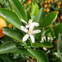Kumquat (Citrus japonica)