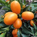 Kumquat (Citrus japonica)