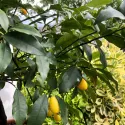 Kumquat (Citrus japonica)