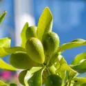 Kumquat (Citrus japonica)