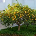 Lămâi (Citrus limon) 