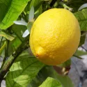 Lămâi (Citrus limon) 