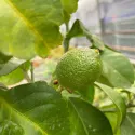 Lămâi (Citrus limon) 