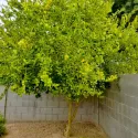 Lămâi verde (Citrus x aurantiifolia)