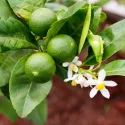 Lămâi verde (Citrus x aurantiifolia)