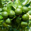 Lămâi verde (Citrus x aurantiifolia)