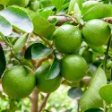 Lămâi verde (Citrus x aurantiifolia)