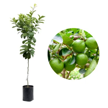 Lămâi verde (Citrus x aurantiifolia)