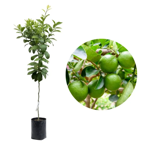 Lămâi verde (Citrus x aurantiifolia)