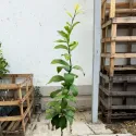 Lămâi verde (Citrus x aurantiifolia)
