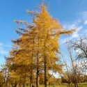 Larice, Zadă (Larix decidua) la ghiveci C1