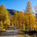 Larice, Zadă (Larix decidua) la ghiveci C1