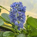 Liliac californian (Ceanothus impressus) Victoria