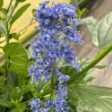 Liliac californian (Ceanothus impressus) Victoria
